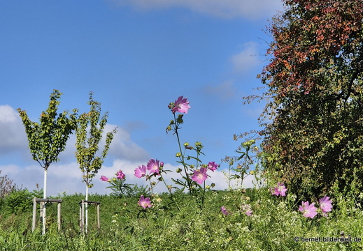 25-09-28-ortenberger strasse-001