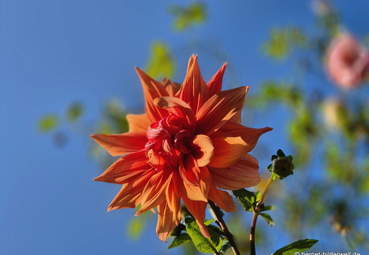 25-09-29-philosophenweg-dahlie-002