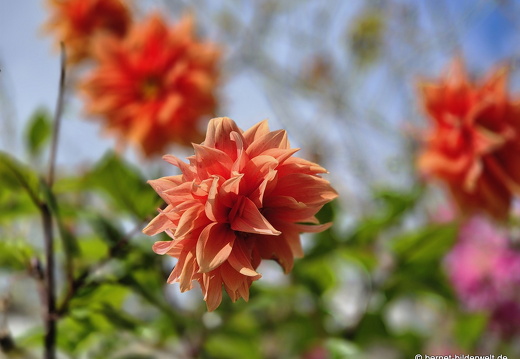 25-10-25-dahlien-philosphenweg-002