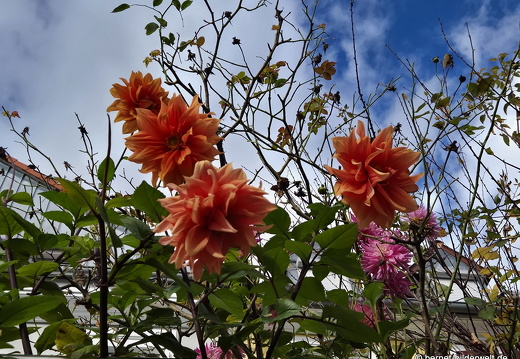 25-10-25-dahlien-philosphenweg-001