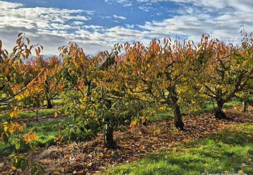 25-10-26-obstplantage-004