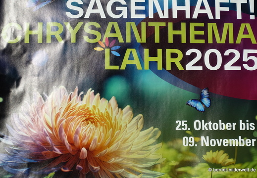 25-10-30-lahr-chrysanthema-003