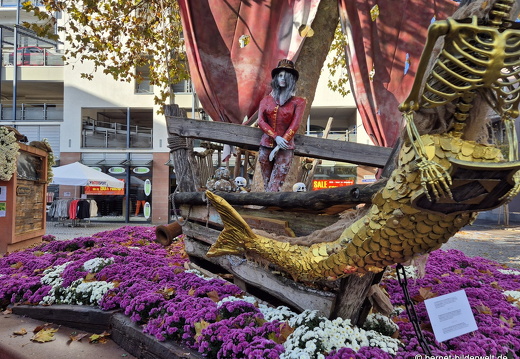 25-10-30-lahr-chrysanthema-018