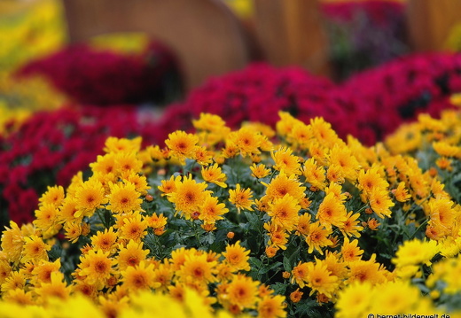 25-10-30-lahr-chrysanthema-038