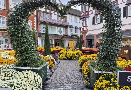 25-10-30-lahr-chrysanthema-039