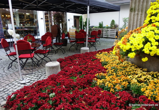 25-10-30-lahr-chrysanthema-049