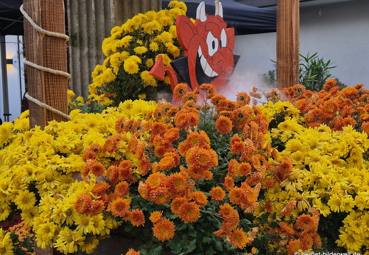 25-10-30-lahr-chrysanthema-050