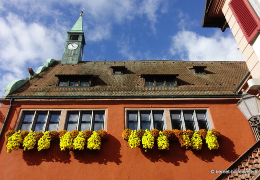 25-10-30-lahr-chrysanthema-060
