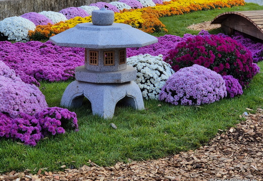 25-10-30-lahr-chrysanthema-074