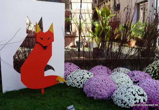 25-10-30-lahr-chrysanthema-075