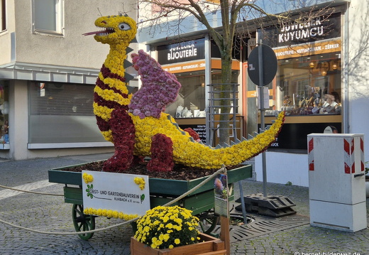 25-10-30-lahr-chrysanthema-076