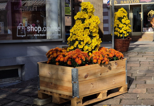 25-10-30-lahr-chrysanthema-079