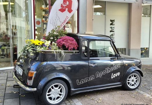 25-10-30-lahr-chrysanthema-082