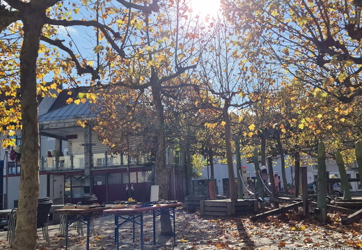 25-10-30-lahr-chrysanthema-089