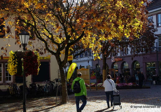 25-10-30-lahr-chrysanthema-090