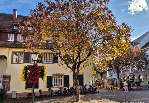 25-10-30-lahr-chrysanthema-094