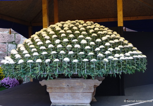 25-10-30-lahr-chrysanthema-101