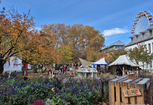 25-10-30-lahr-chrysanthema-116