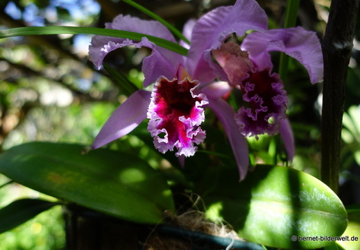 25-12-07-los llanos-adjovimar-garten-