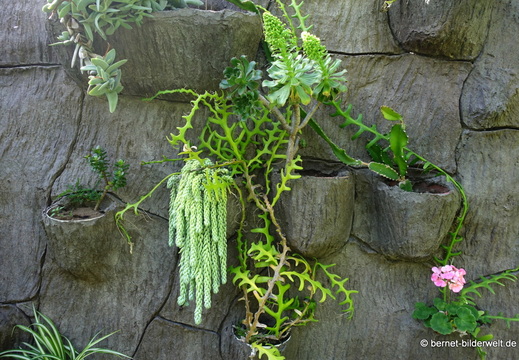 25-12-07-los llanos-adjovimar-garten-001