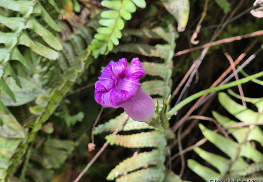 25-12-07-los llanos-adjovimar-garten-005