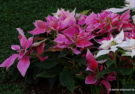 25-12-08-los llanos-160