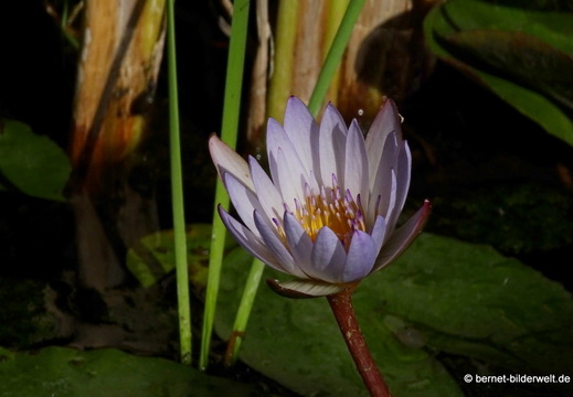 25-12-08-los llanos-adjovimar-garten-010