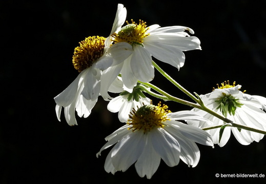 25-12-08-los llanos-adjovimar-garten-011
