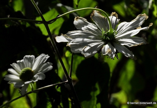 25-12-08-los llanos-adjovimar-garten-012
