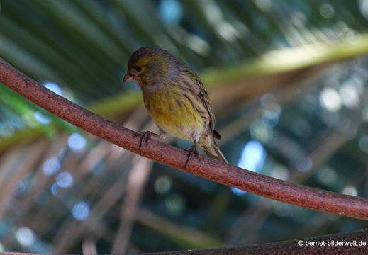 25-12-08-los llanos-adjovimar-garten-017