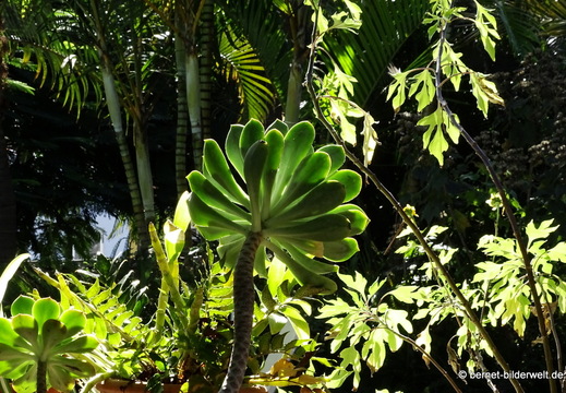 25-12-08-los llanos-adjovimar-garten-021