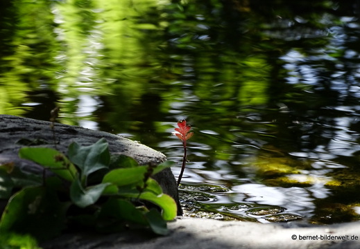 25-12-08-los llanos-adjovimar-garten-028