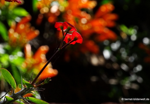25-12-08-los llanos-adjovimar-garten-032