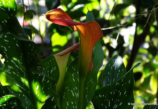 25-12-08-los llanos-adjovimar-garten-040