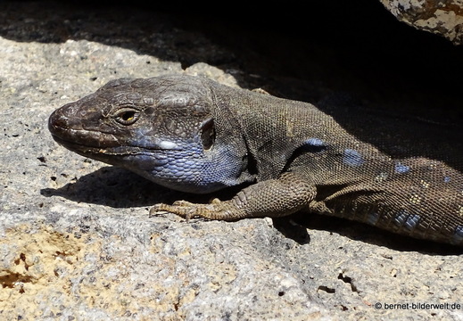 25-12-08-los llanos-la palma eidechse-blaubart-002