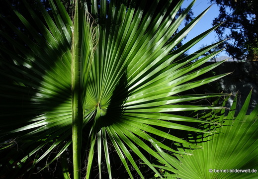 25-12-07-los llanos-adjovimar-garten-009