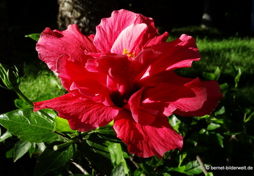 25-12-09-los llanos-adjovimar-garten-