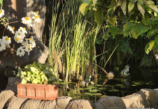 25-12-12-los llanos-adjovimar-garten-009