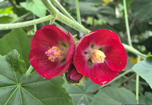 25-12-12-los llanos-adjovimar-garten-014