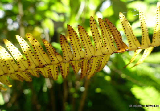 25-12-12-los llanos-adjovimar-garten-033