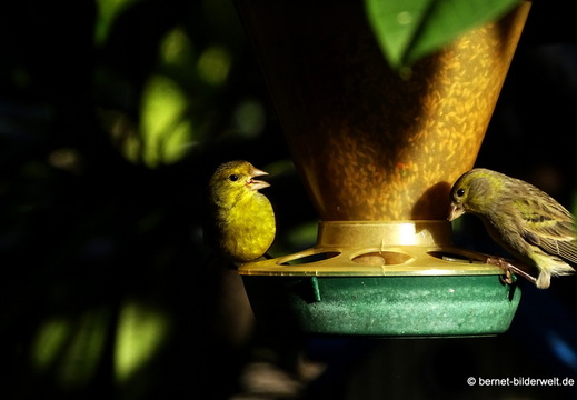 25-12-15-los llanos-adjovimar-garten-010