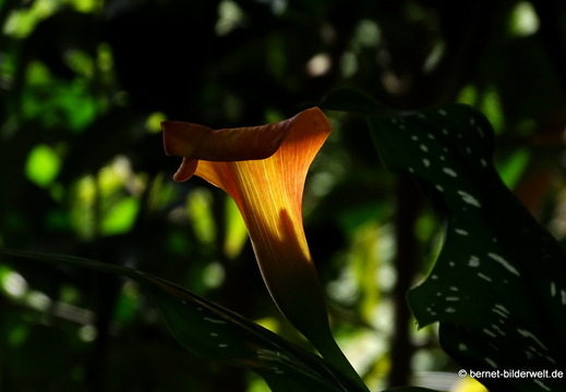 25-12-19-los llanos-adjovimar-garten-001