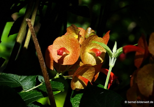 25-12-25-los llanos-adjovimar-garten-chinesenhut-