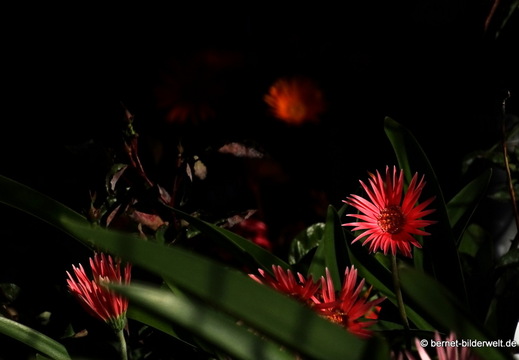 25-12-21-los llanos-006