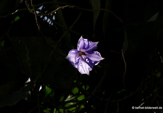 25-12-21-los llanos-034