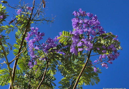 25-12-23-los llanos-001