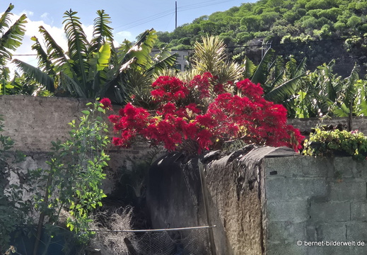 25-12-24-los llanos-weihnachtsstern-