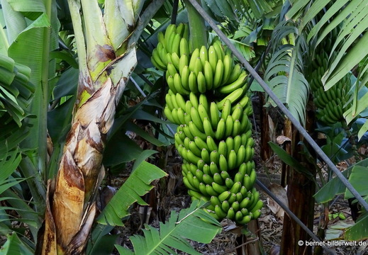 26-01-16-tazacorte-001