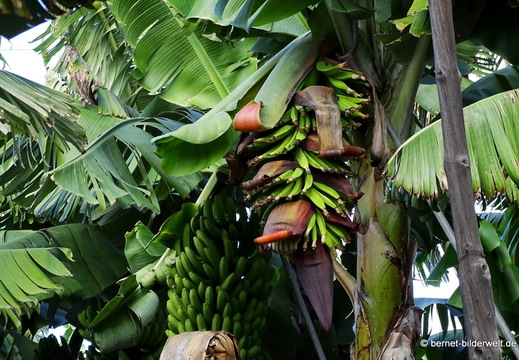 26-01-16-tazacorte-003