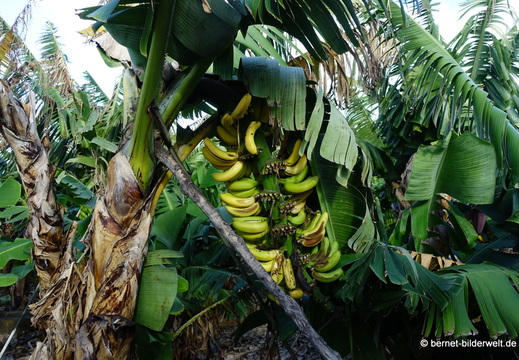 26-01-16-tazacorte-006